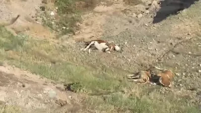 İnan Akgün Alp'ten şap felaketi için 6 maddelik talep listesi