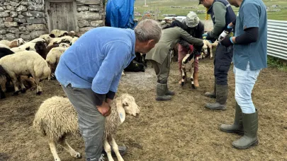 Veteriner hekimler kuzular için yaylalarda