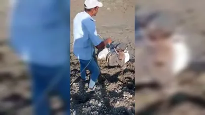 Kars’ta çamura saplanan eşek kurtarıldı
