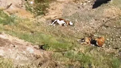 Alp, şap mağduriyetini TBMM gündemine taşıdı