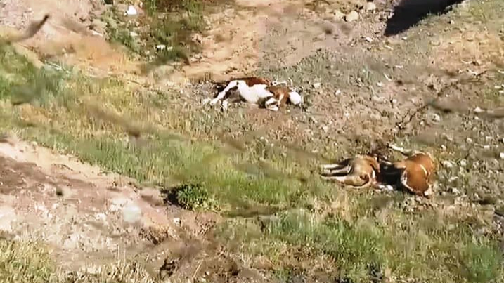 Alp, şap mağduriyetini TBMM gündemine taşıdı
