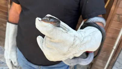 Karayılan, yakalanarak doğal ortamına bırakıldı