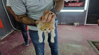 Yavru kedi 3 şehir gezdikten sonra annesine kavuştu