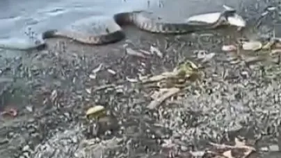 Yılan avladığı balığı kıyıya çıkardı