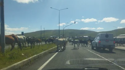 Başıboş atlar trafikte tehlike saçıyor