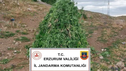 Aşkale’de kenevir operasyonu