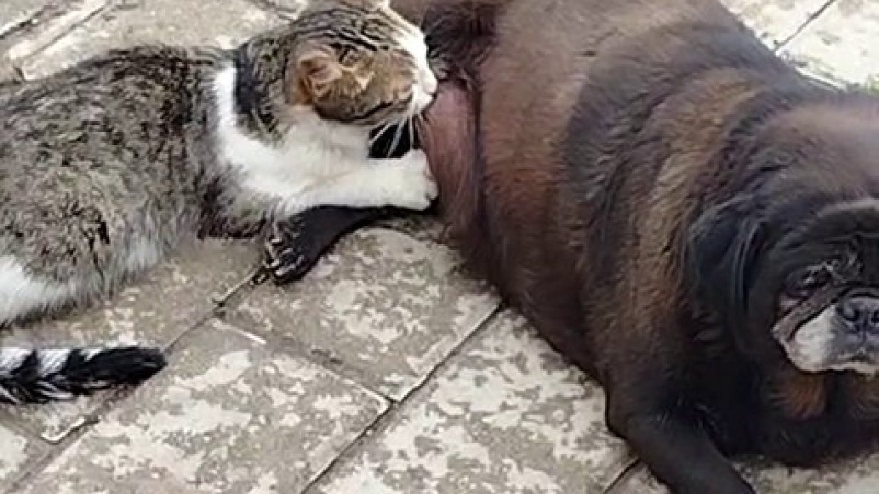 Görenler inanamadı, köpek kediyi sokak ortasında emzirdi