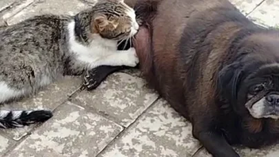 Görenler inanamadı, köpek kediyi sokak ortasında emzirdi