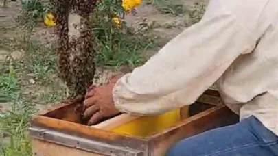 Iğdır’da kraliçe arının peşinden gelen binlerce arı şehir merkezini istila etti