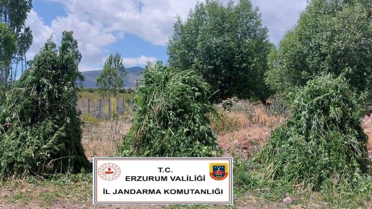 625 bin kök kenevir bitkisi ele geçirildi