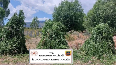 625 bin kök kenevir bitkisi ele geçirildi