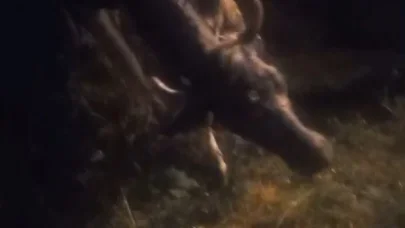 Kars’ta kayalıktan düşen inek kurtarıldı