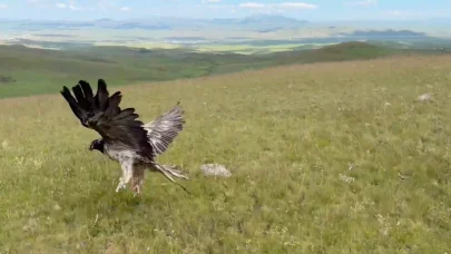 Kars’ta tedavileri tamamlanan yaban hayvanları doğayla buluştu