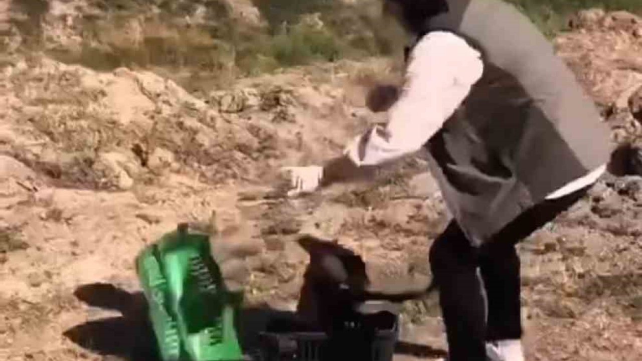 Kızıl şahin tekrar doğaya kavuştu