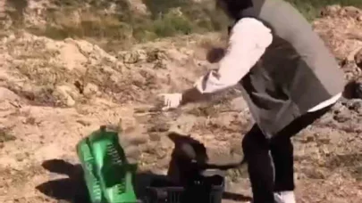 Kızıl şahin tekrar doğaya kavuştu