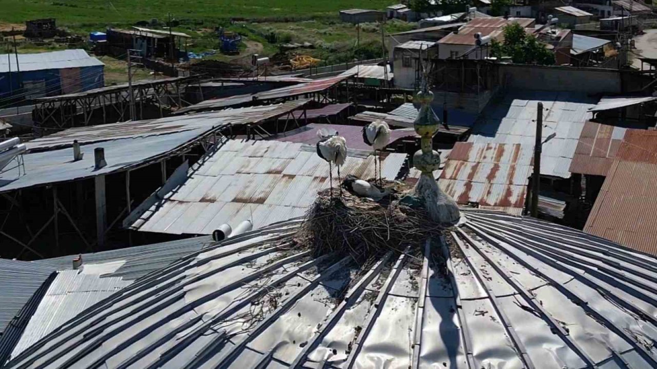 Güzelova Mahallesi göçmen kuşların uğrak noktası oldu