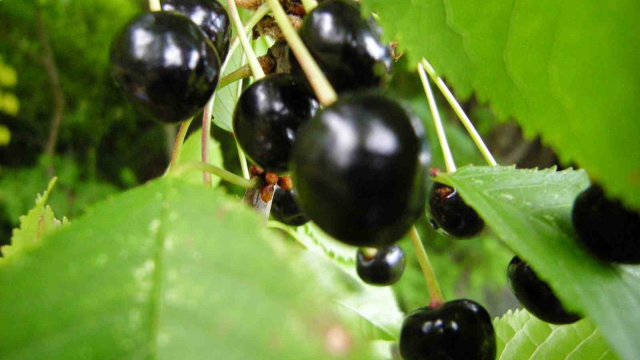 Posof’ta esen serinlik