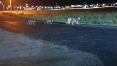 Sarıkamış’ta anne ayı ve yavrularının gece gezintisi kamerada