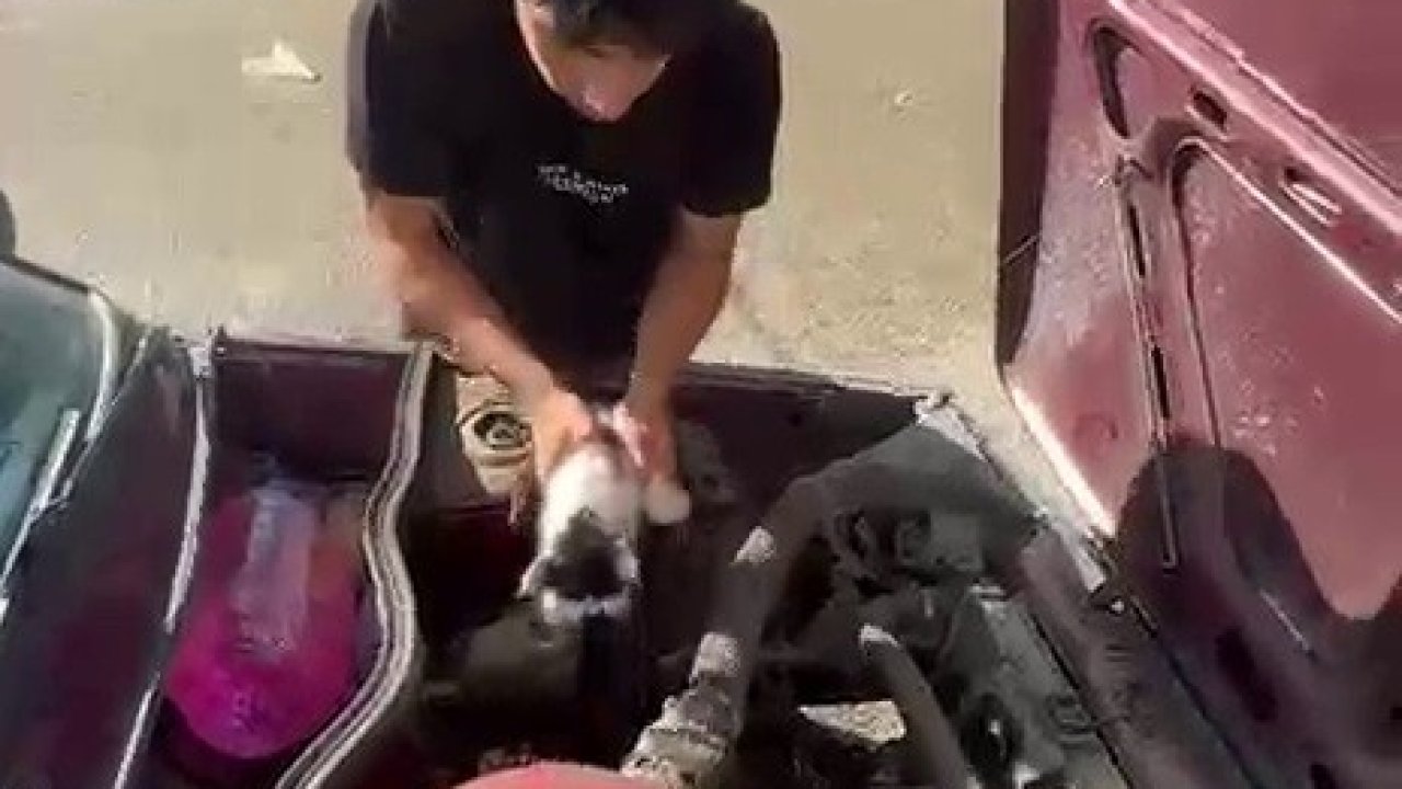 Otomobilin motor bölümünde sıkışan yavru kedi kurtarıldı
