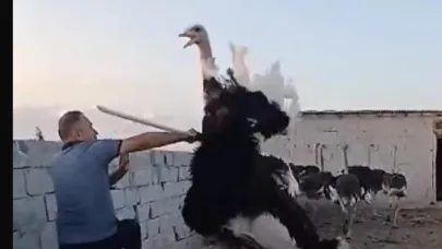 Deve kuşu çiftliği ilgi odağı oldu