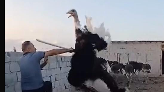 Deve kuşu çiftliği ilgi odağı oldu