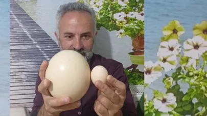 Deve kuşu yumurtası görenleri hayrete düşürdü