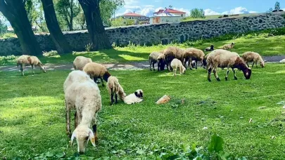 Hayvancılığın yaşam alanı Kars meraları