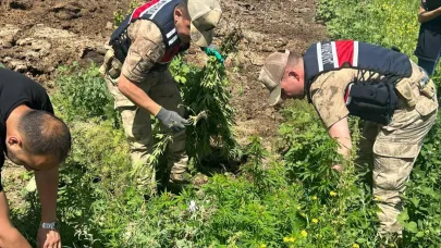 Kars’ta 42 bin 658 kök kenevir bitkisi ele geçirildi