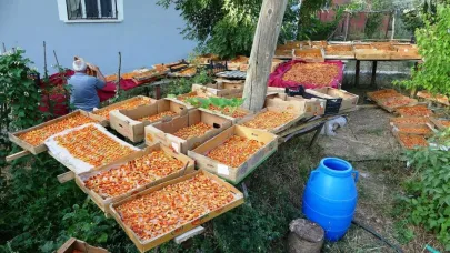 Kayısı kurutma dönemi başladı
