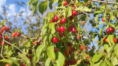 Kızılcık hasadı başladı