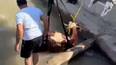 Kanala düşen inek kurtarıldı