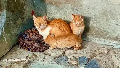 Duvar dibinde yavrularını emziren kedi görenlerin içini ısıttı