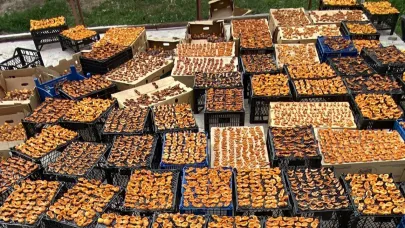 Kağızman’da aşmalık kayısılar kurutuluyor