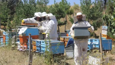Arıcılarda hasat zamanı