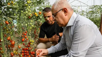 Ekilen ata tohumlarında hasat zamanı