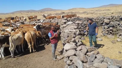 Şap hastalığına karşı mücadele devam ediyor