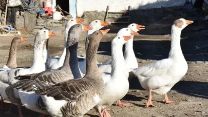 Kazlar köy yaşamına renk katıyor