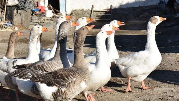 Kazlar köy yaşamına renk katıyor