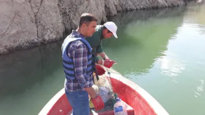 Sazangiller av yasağı sona erdi