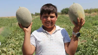 Tescilli ürün sıhke kavununda hasat zamanı