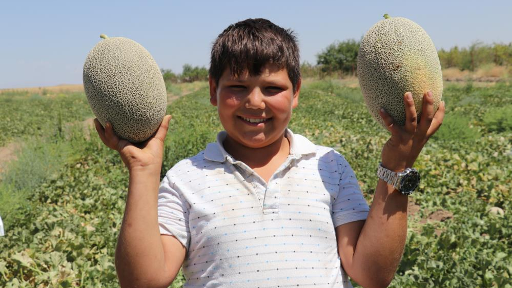 Tescilli ürün sıhke kavununda hasat zamanı