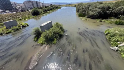 Kura Nehri'ni yosun kapladı