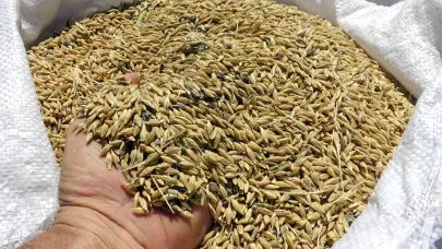 Sarıkamış'ta hasat zamanı