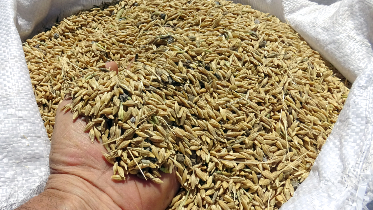 Sarıkamış'ta hasat zamanı