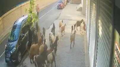 İnatçı keçi saksıdaki ağacı devirdi