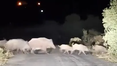 Köy yoluna inen domuz sürüsü kameralara yansıdı
