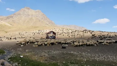 Hakkari'de şap karantinası bitti