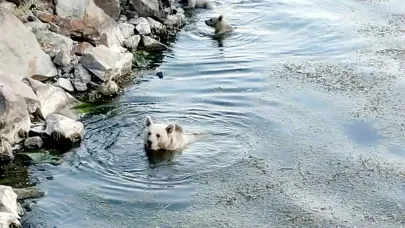 Sıcaktan bunalan ayılar kendilerini serin sulara attı