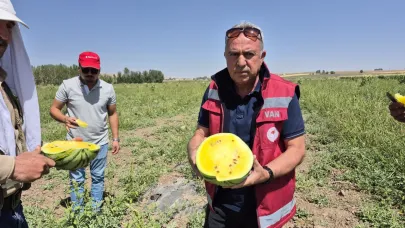 Van'da sarı karpuz hasadı başladı