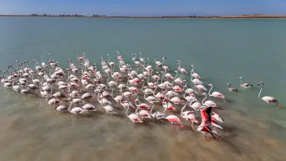 Arin Gölü'nde flamingo şöleni